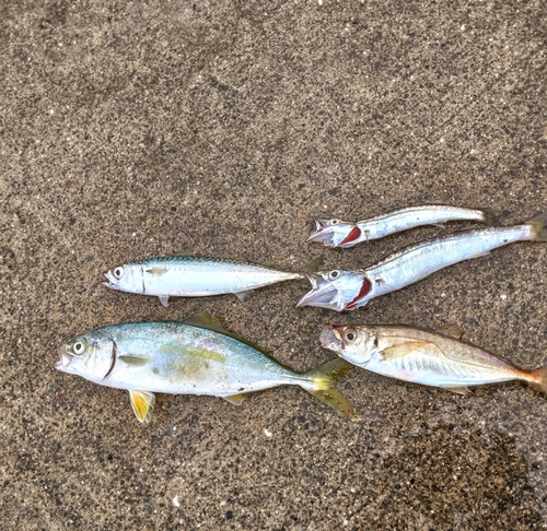 カマスの釣果