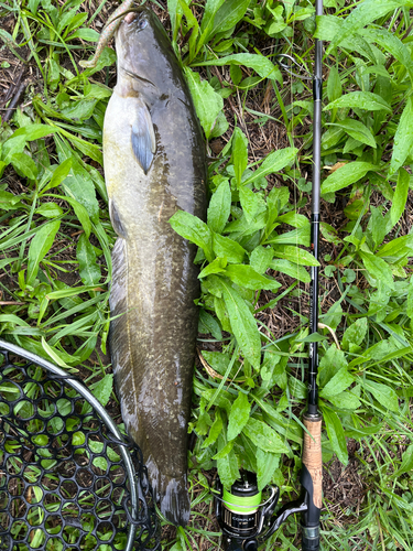 ナマズの釣果