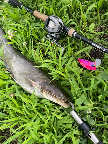 ナマズの釣果