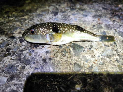 クサフグの釣果