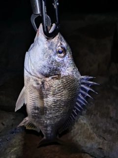 キビレの釣果