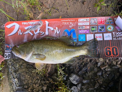 ブラックバスの釣果