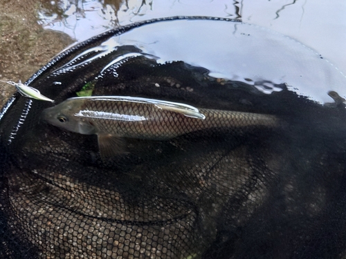 コウライニゴイの釣果