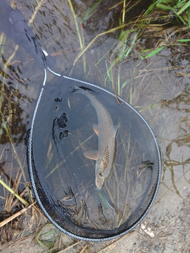 コウライニゴイの釣果