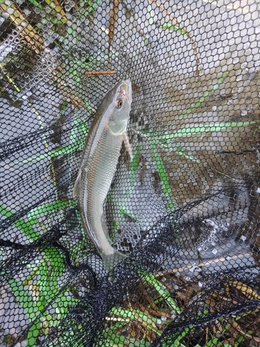 ケタバスの釣果