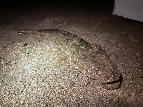 マゴチの釣果