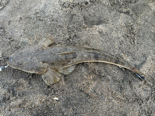 マゴチの釣果