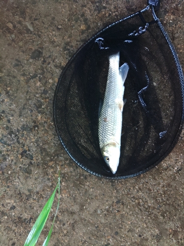 コウライニゴイの釣果