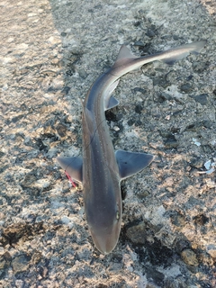 ホシザメの釣果