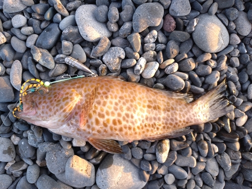 オオモンハタの釣果