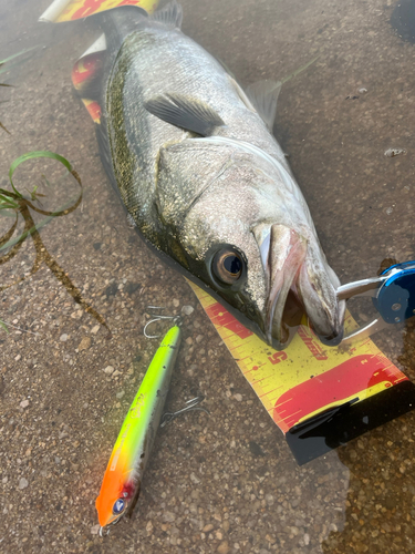 シーバスの釣果