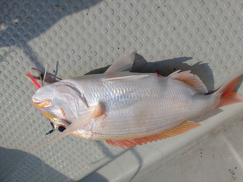 レンコダイの釣果