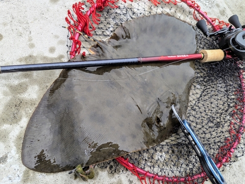 ツバクロエイの釣果