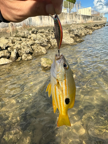 ヤマトビーの釣果