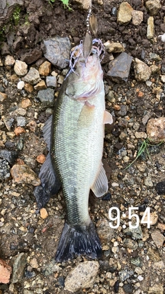 ブラックバスの釣果