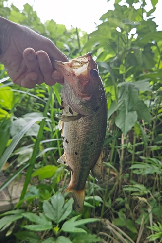 ラージマウスバスの釣果