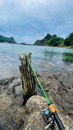 キスの釣果