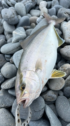 ショゴの釣果