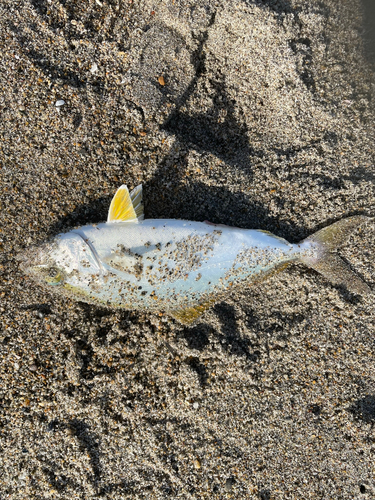 ショゴの釣果