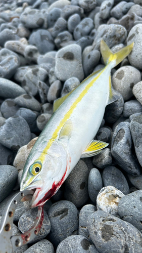 ワカシの釣果