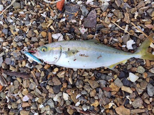 ワカシの釣果