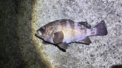 シロメバルの釣果