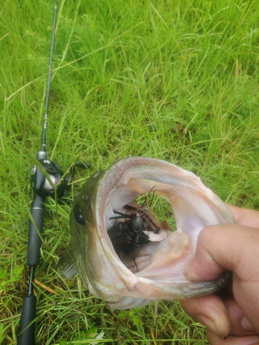 ブラックバスの釣果