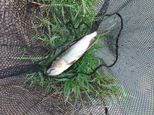 ケタバスの釣果