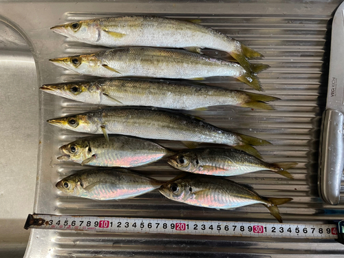 カマスの釣果