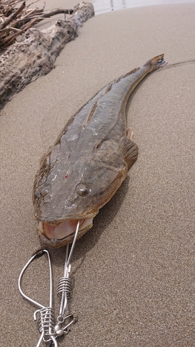 マゴチの釣果