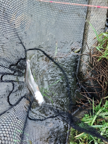 ケタバスの釣果