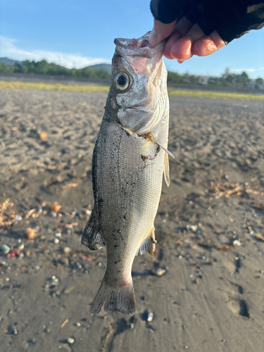 セイゴ（ヒラスズキ）の釣果