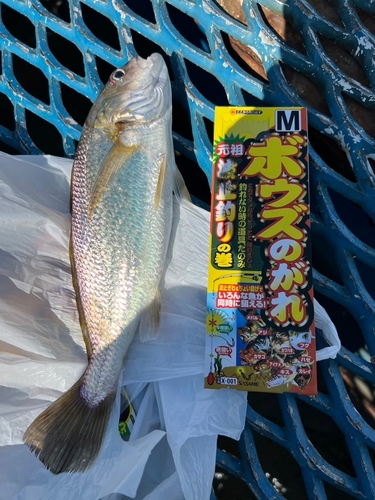 イシモチの釣果