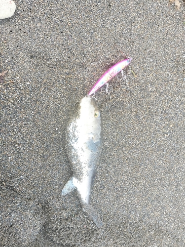 釣果