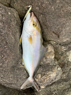 ショゴの釣果