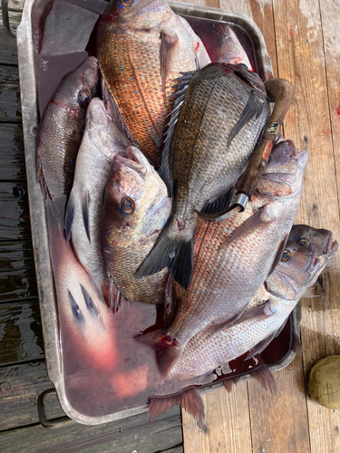 マダイの釣果