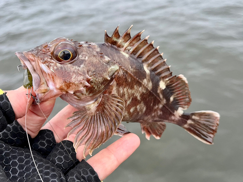 ガシラの釣果