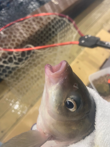 フナの釣果