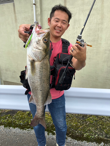 シーバスの釣果