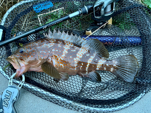 アコウの釣果