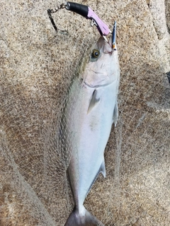 カンパチの釣果