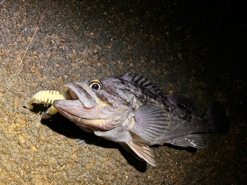 クロソイの釣果