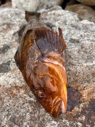 アイナメの釣果