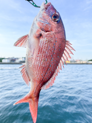 マダイの釣果