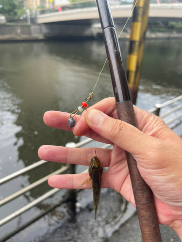 マハゼの釣果