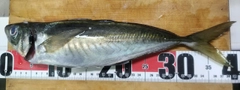 マアジの釣果