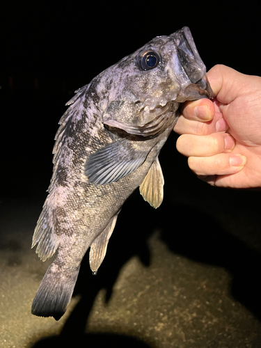 クロソイの釣果