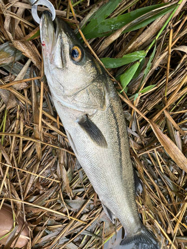 スズキの釣果