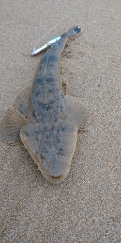 マゴチの釣果