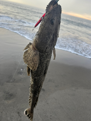 マゴチの釣果